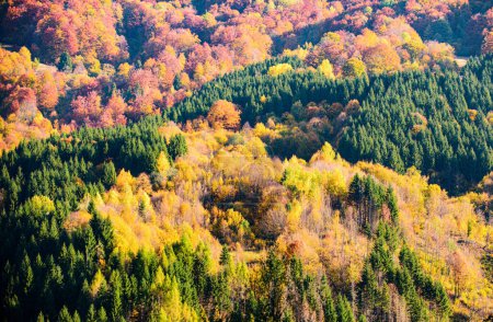 Téléchargez les photos : Forêt d'automne nature. Feuillage coloré. Paysage des montagnes à l'automne - en image libre de droit