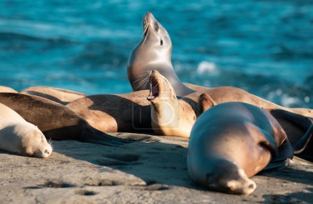 Foto de León marino, colonia de focas de piel descansando sobre la piedra - Imagen libre de derechos