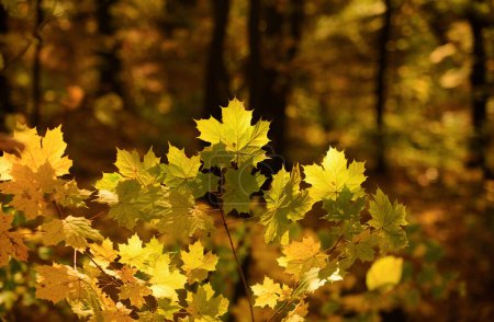 Foto de Hojas de otoño en el sol y árboles borrosos. - Imagen libre de derechos