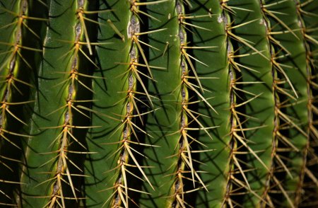 Téléchargez les photos : Le cactus a cramponné. Fermez le fond du cactus, les cactus ou les cactacées - en image libre de droit