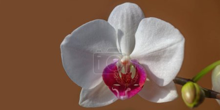 Photo for Spring banner, blossom background. Orchid flower in garden. Phalaenopsis growing. Orchids. Floral orchidea background - Royalty Free Image