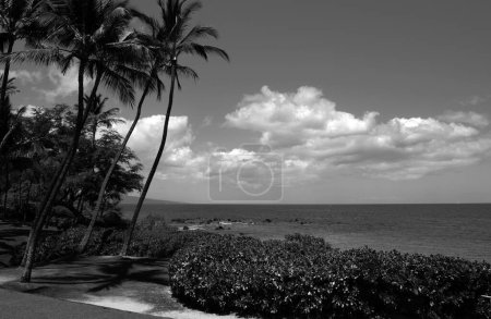 Photo for Nature landscape in Hawaii, tropical beach with palm tree in crystal clear sea - Royalty Free Image