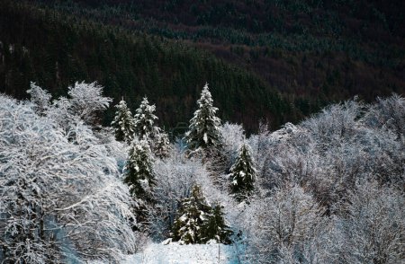 Foto de Maravillosa escena de Navidad. Árboles cubiertos de nieve en las montañas en el paisaje de invierno. Fondo del bosque de invierno - Imagen libre de derechos