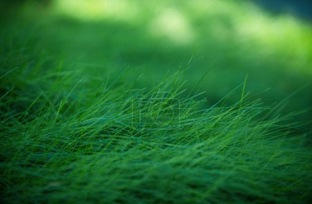 Foto de Hierba. Hierba fresca de primavera verde con gotas de rocío. Enfoque suave. Fondo abstracto de la naturaleza. Fondo de pantalla naturaleza verde, abstracto floral - Imagen libre de derechos