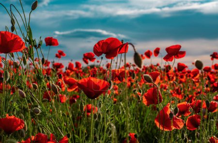 Photo for Poppies for remembrance day, anzac day. Red Poppy flowers for remembrance day - Royalty Free Image