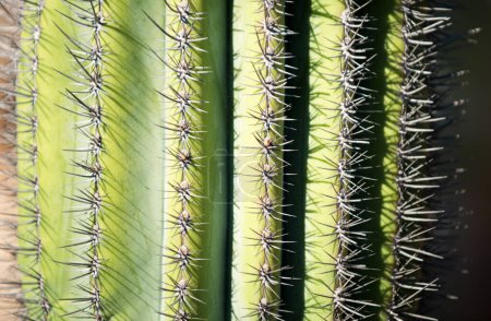 Photo for Close up cactus backdround, cacti or cactaceae pattern. Cactus spiked - Royalty Free Image