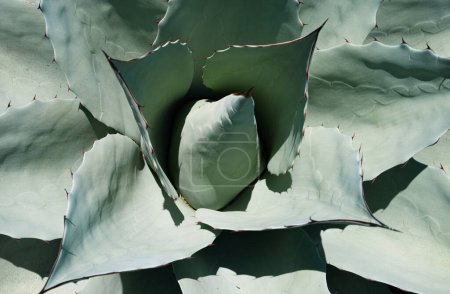 Photo for Agave cactus. Close up cactus in desert, cacti or cactaceae pattern - Royalty Free Image
