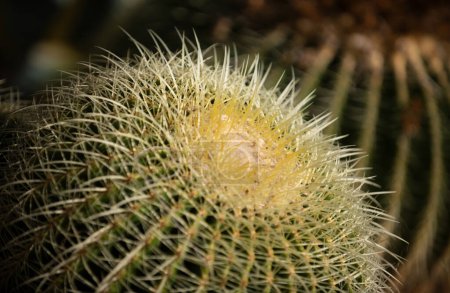 Téléchargez les photos : Fond de cactus, motif de cactus ou motif de cactacées - en image libre de droit
