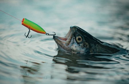 Photo for Fishes catching hooks. Fisherman and trout. Bass fishing splash. Catching a big fish with a fishing pole. Lure fishing. Fly fishing - method for catching trout - Royalty Free Image