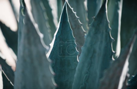 Téléchargez les photos : Agave en gros plan. Dosseret de cactus, motif de cactus ou motif de cactacées - en image libre de droit