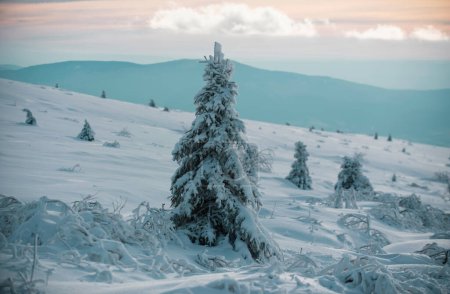 Foto de Naturaleza de invierno para el diseño. Árboles cubiertos de nieve en las montañas en el paisaje de invierno. Fondo del bosque de invierno - Imagen libre de derechos