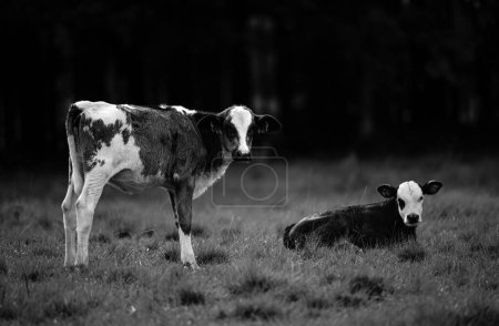 Téléchargez les photos : Veaux Veau et vache sur prairie verte - en image libre de droit