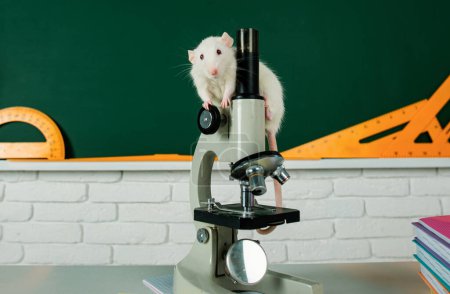 Foto de Rata de laboratorio en un laboratorio. Concepto - pruebas de drogas, vacunas animales de laboratorio. Estudios genéticos de la humanidad - Imagen libre de derechos
