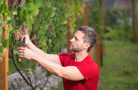 Photo for Wine maker, grapes harvest. Farmer gathering crop of grapes on farm. Man cutting grapes with pruner. Gardening, farming concept. Winemaker cuts twigs. Man cut grapes with gardening scissors, grape - Royalty Free Image