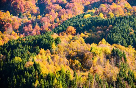 Foto de Arce textura árboles de otoño, fondo otoñal. Hermoso paisaje - Imagen libre de derechos