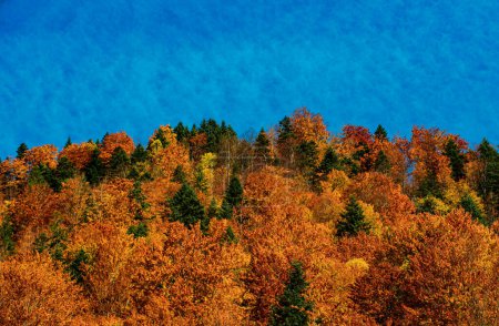 Foto de Naturaleza del bosque otoñal. Follaje colorido. Hermoso paisaje otoñal con árboles amarillos. Hojas que caen fondo natural - Imagen libre de derechos