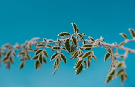 Foto de Rime sobre hojas verdes. Cielo azul claro. Hermoso panorama de invierno con nieve fresca - Imagen libre de derechos