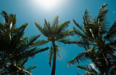 Téléchargez les photos : Fond tropical de palmiers, cocotiers. Été île tropicale, modèle de vacances - en image libre de droit