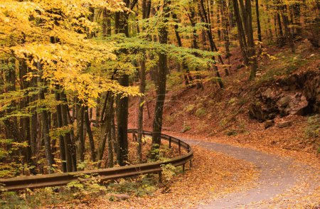 Téléchargez les photos : Paysage forestier d'automne avec route de feuilles d'automne. Sentier pédestre en scène automne forêt nature. Maple automne arbres route chute façon. Feuilles vue sur la route - en image libre de droit