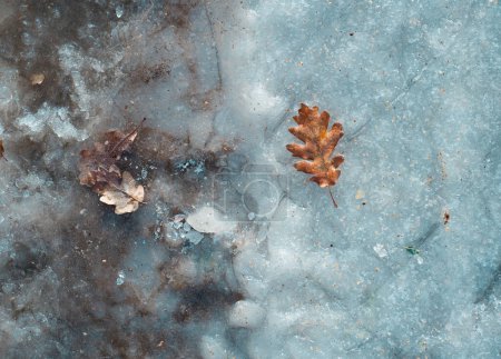Foto de Otoño invierno. La hoja de arce sobre la nieve blanca en la temporada invernal, la escarcha. Caída de hojas de arce en la nieve, fondo natural - Imagen libre de derechos