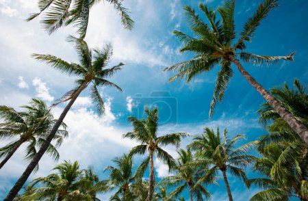 Photo for Tropical palm leaf background, coconut palm trees. Summer tropical island, vacation pattern. Tropical backdrop on sun light sky - Royalty Free Image