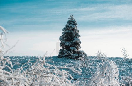 Foto de Árboles cubiertos de nieve en las montañas en el paisaje de invierno. Paisaje invernal con fondo nevado - Imagen libre de derechos