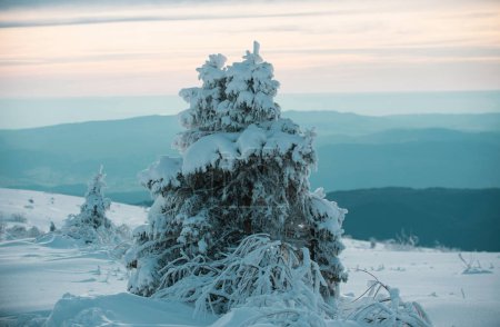 Foto de Árboles cubiertos de nieve en las montañas en el paisaje de invierno. Fondo del bosque de invierno. Invierno paisaje de Navidad con nieve. Fondo de pantalla de Año Nuevo - Imagen libre de derechos