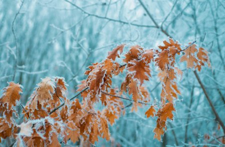 Photo for Yellow dry leaves covered with frost. The branches of tree covered with hoarfrost. Winter holidays are coming. Days in November and December - Royalty Free Image