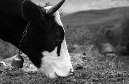 Téléchargez les photos : Vache mangeant de l'herbe. Vaches sur une nature - en image libre de droit