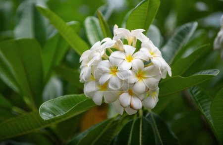 Téléchargez les photos : White plumeria rubra flowers. Frangipani flower. Plumeria pudica white flowers blooming, with green leaves background - en image libre de droit