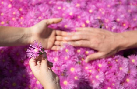 Téléchargez les photos : Parents et enfants mains ensemble aux fleurs d'asters roses. Vue de dessus. Jour de famille - en image libre de droit