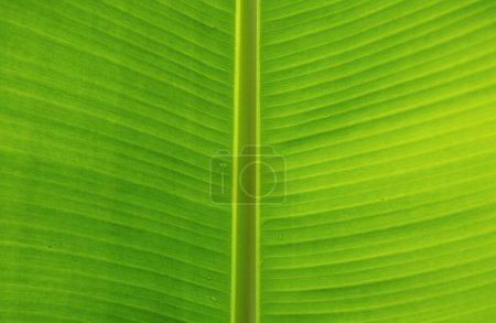 Téléchargez les photos : Tropical leaf texture background. Green close up leaf structure. Beautiful green leaves close up. Natural background - en image libre de droit