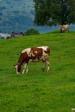 Foto de Vaca en el césped. Vaca pastando en el prado verde. Vaca Holstein. Agricultura ecológica. Vacas en un campo de montaña. Las vacas en un pasto de verano. Paisaje idílico con manada de vacas pastando en campo verde con hierba fresca - Imagen libre de derechos