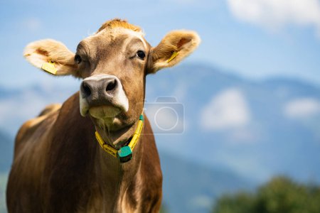 Foto de Las vacas pastan en un prado. Pastos de ganado vacuno en un campo verde. Ganado lechero en pastos en la colina en el campo. Ganado Raza pastos en el campo de hierba. La vaca está mirando la cámara. Cara de vacas de cerca - Imagen libre de derechos