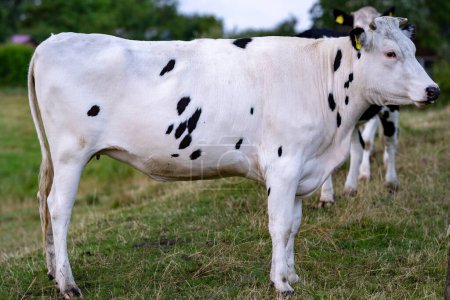 Foto de Vaca Blanca en un pasto en los Alpes. Vacas en campo herboso. Vacas lecheras en los pastos de la granja. Vacas blancas y negras. Vacas Holstein. Vaca frisona británica. Vaca negra. Holstein Friesian - Imagen libre de derechos