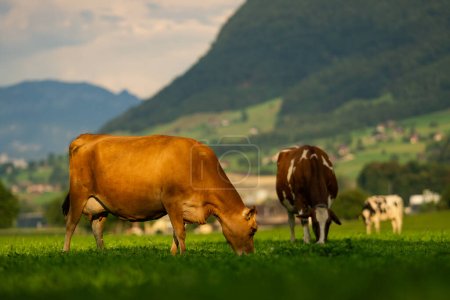 Téléchargez les photos : Pâturage de vaches dans les Alpes. Vaches en pâturage sur prairie alpine en Suisse. Herbe de pâturage de vache. Vache sur prairie alpine verte. Pâturage de vache sur un champ vert avec de l'herbe fraîche. Des vaches suisses. Vaches dans un champ de montagne - en image libre de droit