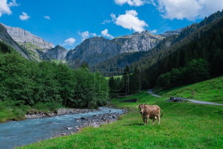 Foto de Pastos de vacas en los Alpes. Vacas en pastos en prados alpinos en Suiza. Hierba de pasto de vaca. Vaca en prado alpino verde. Vaca pastando en el campo verde con hierba fresca. Vacas suizas. Vacas en un campo de montaña - Imagen libre de derechos