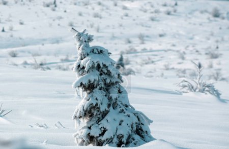 Foto de Fondo de naturaleza de invierno. Árboles cubiertos de nieve en las montañas en el paisaje de invierno. Fondo del bosque de invierno - Imagen libre de derechos