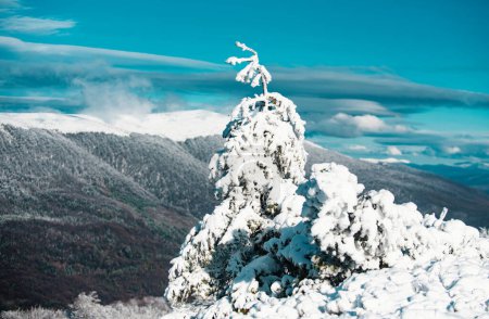 Téléchargez les photos : Carte de voeux de Noël. Hiver avec des arbres gelés couverts dans les flots de neige. Forêt hivernale magique. Paysage naturel avec un beau ciel - en image libre de droit