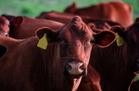 Foto de Granja de vacas. Cabeza de vaca pastando en el campo - Imagen libre de derechos