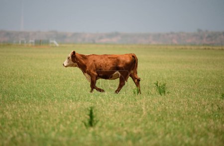 Foto de Vaca en un pasto de verano. Vaca marrón sobre hierba verde fondo - Imagen libre de derechos