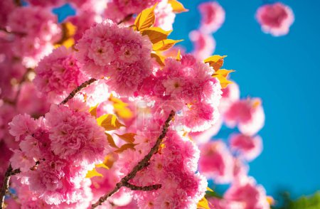 Téléchargez les photos : La fleur de cerisier. Cerisier de Sacura. Au printemps. Fleurs printanières avec fond bleu et nuages. Branches de floraison abricot macro avec accent doux sur le fond du ciel - en image libre de droit
