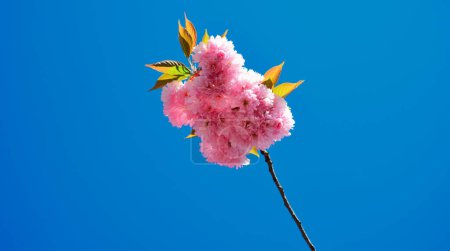 Photo for Cherry blossom. Sacura cherry-tree. For easter and spring greeting cards with copy space. Subaru Cherry Blossom Festival of Greater Philadelphia. - Royalty Free Image