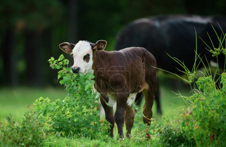 Téléchargez les photos : Veau sur champ d'herbe verte. Vache avec troupeau laitier - en image libre de droit
