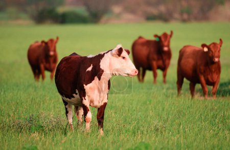 Foto de Vaca lechera pastando en un campo. Grupo de vacas pastando en el pasto - Imagen libre de derechos
