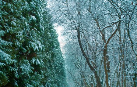 Foto de Paisaje con abetos cielo azul con luz solar. Pinos cubiertos de nieve. Mundo de belleza. Árbol de Navidad - Imagen libre de derechos