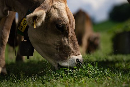 Foto de Vacas en un pasto en los Alpes. Vacas comiendo hierba. Vacas en campo herboso. Vacas lecheras en los pastos de la granja. Vaca marrón pastando en prado herboso cerca de la montaña. Vaca en pastos en prados alpinos en Suiza - Imagen libre de derechos