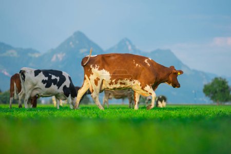 Téléchargez les photos : Des vaches dans un champ de montagne. Vache dans les Alpes. Vache brune devant le paysage montagneux. Bovins dans un pâturage. Localisation du village, Suisse. Vache à la prairie alpine. Pâturage de vaches sur prairie - en image libre de droit