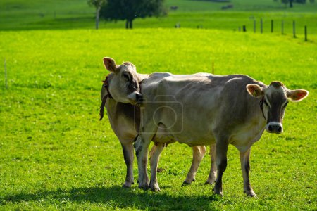 Photo for Cow in the meadow in the mountains. Brown cow on a green pasture. Cows herd in a green field. Alpine meadow with cows, Alps mountains Switzerland. Cows frisian holstein in a pasture - Royalty Free Image