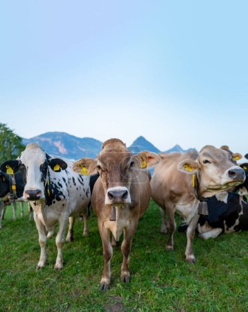 Photo for Cow pasture in Alps. Cows in pasture on alpine meadow in Switzerland. Cow pasture grass. Cow on green alpine meadow. Cow grazing on green field with fresh grass. Swiss cows. Herd of cows - Royalty Free Image